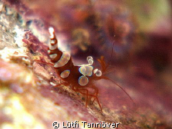A tiny squad shrimp by Lütfi Tanrıöver 